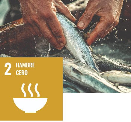 ODS2: Hambre Cero